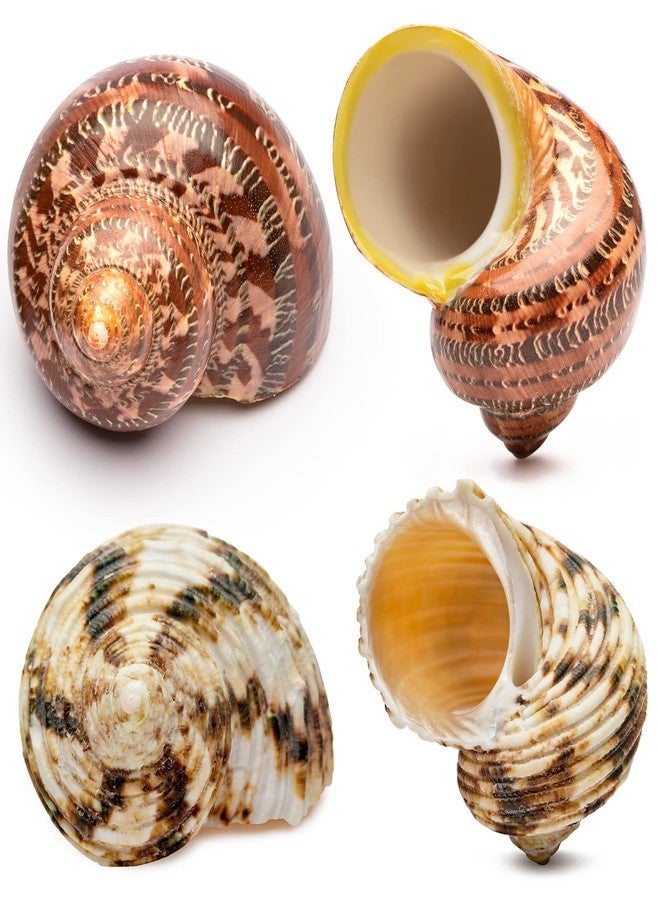 VOBRAMY Natural Hermit Crab Shells 4PCS (2 Types) | Opening Size Approximately 1", Seashell Size: 2"-3" | Good for Medium to Large Crabs | Hermit Crab Tank for Décor | No Paint or Dye - Image 1